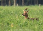 reebok op de goudplaat