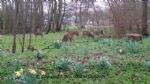 Lente in Rockanje