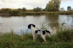 Engelse springer spaniel